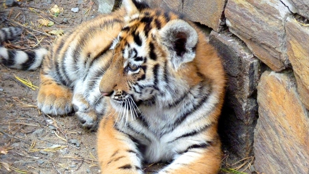 Рычат и жуют мясо. Большереченский зоопарк показал омичам подросших тигрят