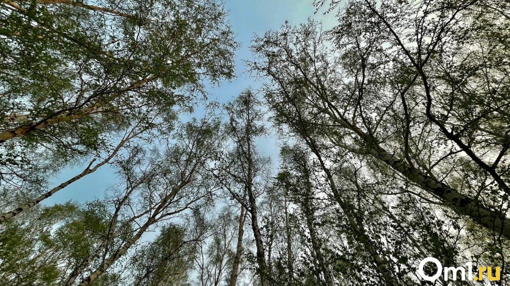 В Омской области ребёнка задавило упавшим деревом
