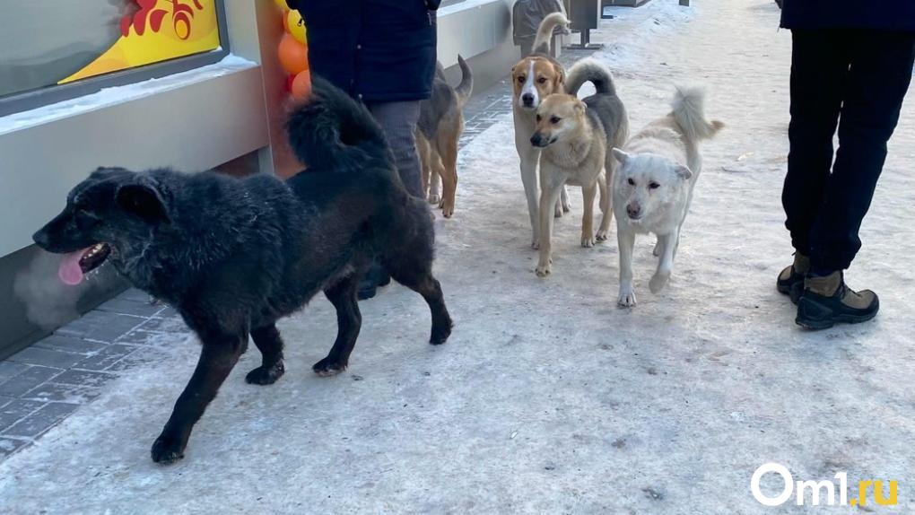 Две чёрные собаки терроризируют омичей в центре города