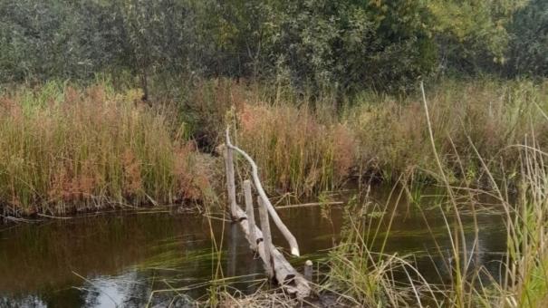 Пропавшего грибника ищут пятый день на Васюганских болотах под Новосибирском