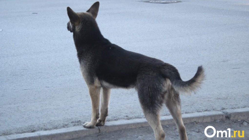Искусала руки до крови: в Новосибирске на 14-летнего подростка напала собака