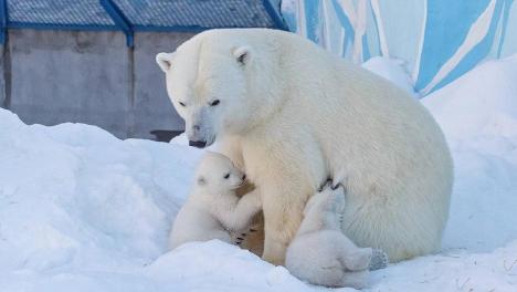 Что с Гердой? В Новосибирском зоопарке раскрыли правду о белой медведице