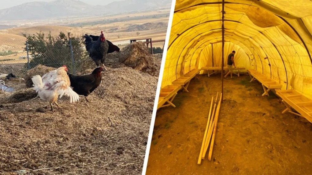 Новосибирец переехал жить в Турцию и начал разводить кур