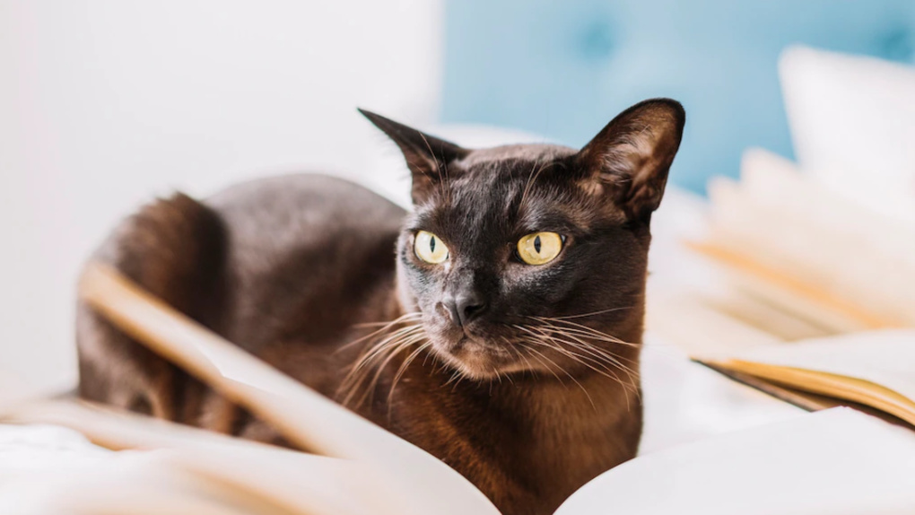 Обрили лапу и отрубили: чёрный кот Джек стал жертвой новосибирских живодёров во время Хэллоуина