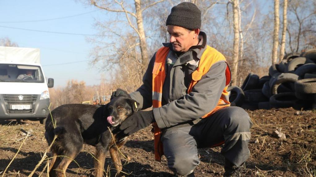 Дворняжек, охраняющих полигоны, возьмут в штат МУП «САХ» в Новосибирске