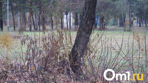 Омичей попросили временно не гулять в парке «Зелёный остров»