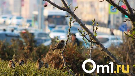 Утро в Омске начинается с тумана и тепла