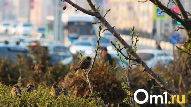 Утро в Омске начинается с тумана и тепла