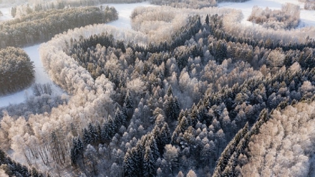 Лесопарк имени Синягина под Новосибирском стал особо охраняемой природной территорией