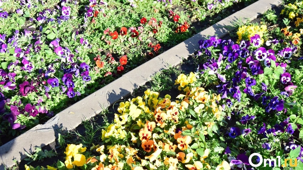 Омские улицы летом будут украшать 830 тысяч разных цветов