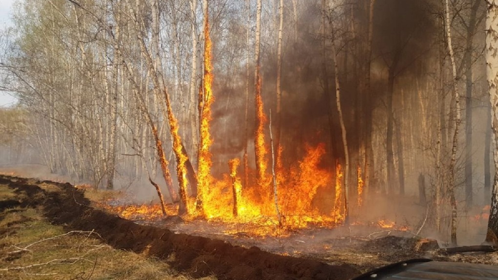 В Омской области продлён запрет на посещение лесов