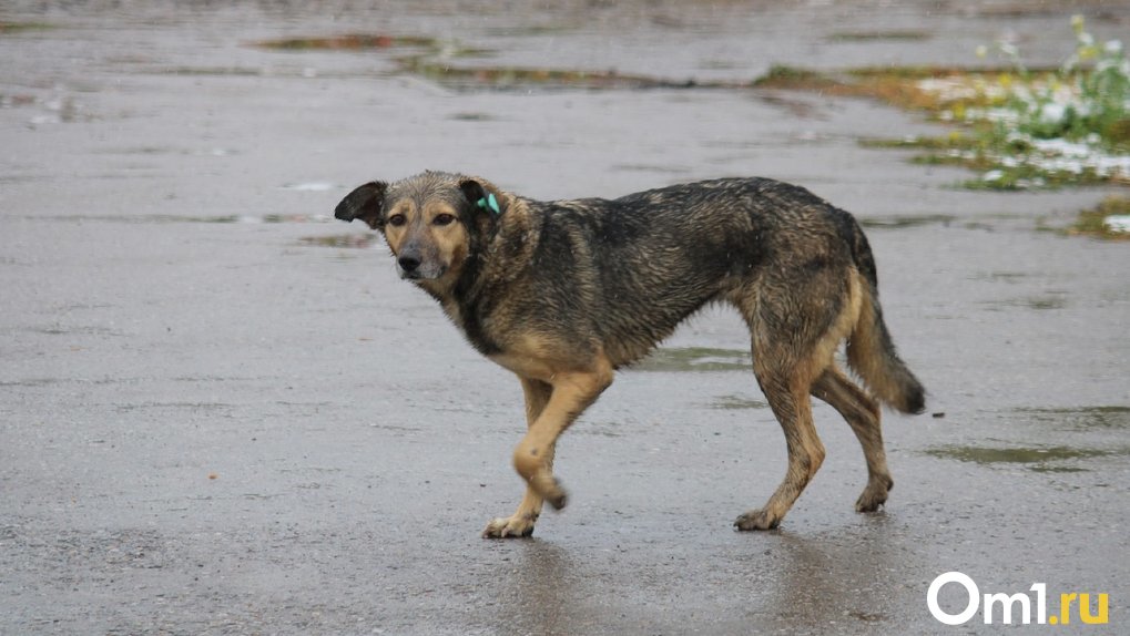 «Только взрослых испугались»: в районе шинного завода бродит стая агрессивных собак