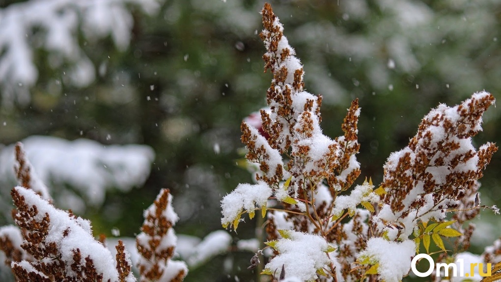 От дождей и слякоти до мощного снегопада: что ждать от погоды новосибирцам на предстоящей неделе