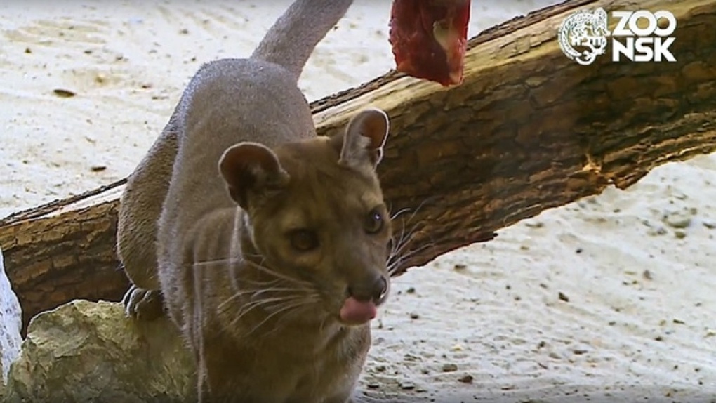 Хищница — трюкач из Новосибирского зоопарка показала, как достаёт кусок мяса, находясь головой вниз