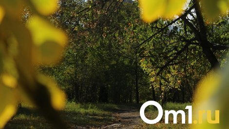 Леса Подгородки не тронут: в Омске изменили проект строительства Северного обхода