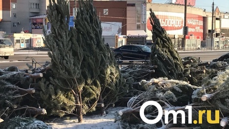 Утилизация или вторая жизнь: что омичам делать с ёлками после праздников?