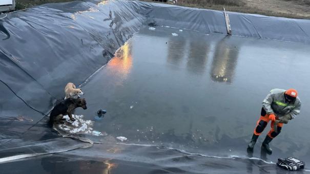 Двух собак из ямы с ледяной водой спасли в Новосибирске