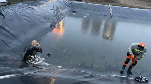 Двух собак из ямы с ледяной водой спасли в Новосибирске