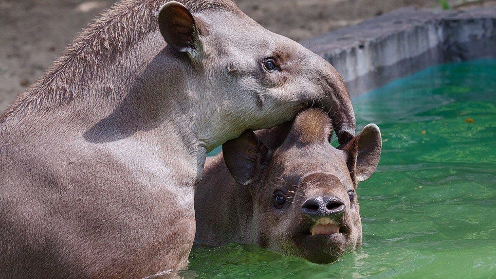 Новосибирский зоопарк поделился умилительными фотографиями тапиров