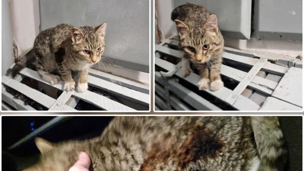 В Омске нашли котёнка с опалённым боком