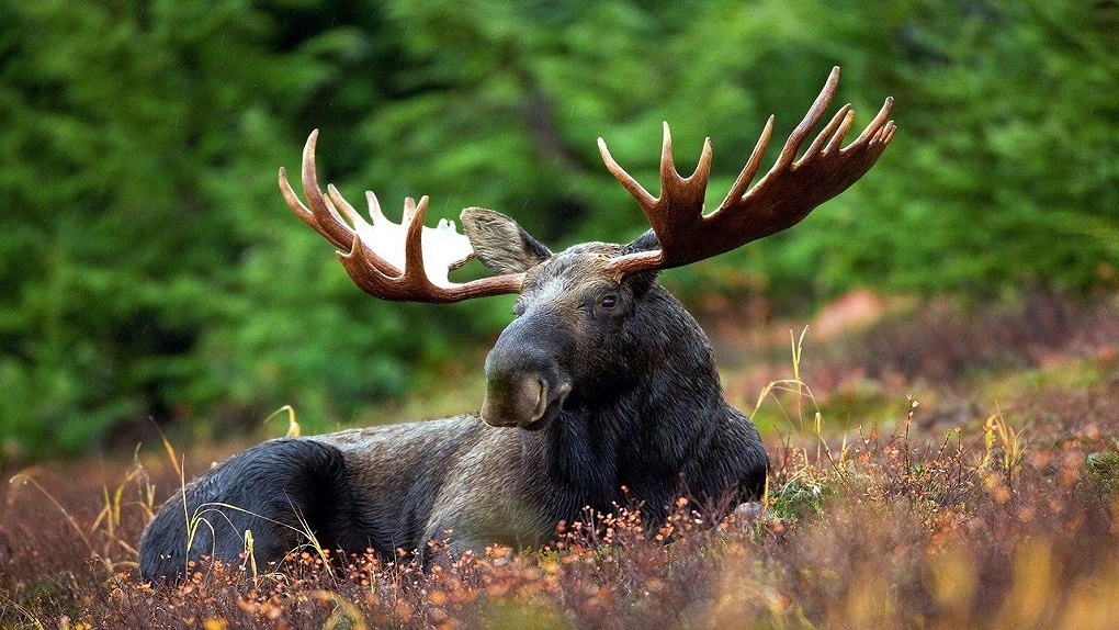 В Новосибирской области запретят охоту на лося