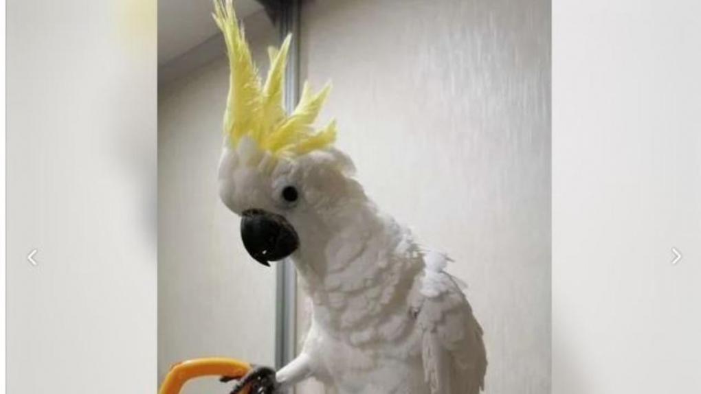 Экзотического попугая за 170 тысяч рублей выставили на продажу в Новосибирске