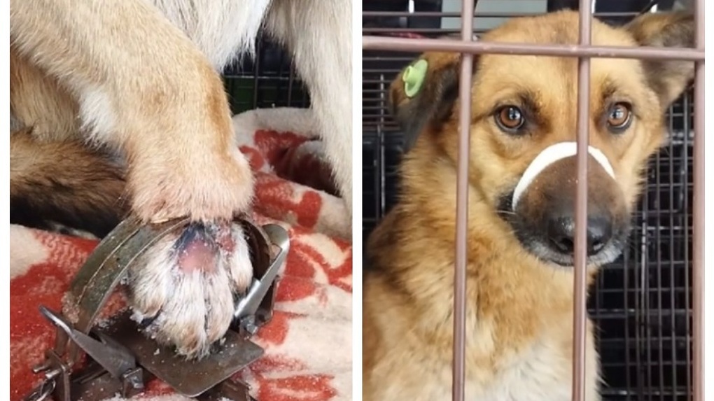 В Новосибирске спасли собаку после капкана догханетров