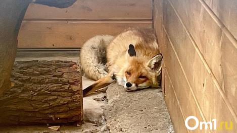 Кто кусает омичей: в лидерах — белки, лисы и собственные питомцы