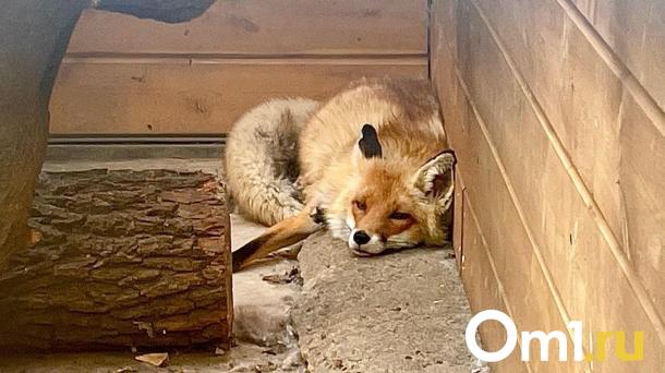 Кто кусает омичей: в лидерах — белки, лисы и собственные питомцы