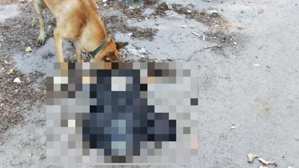 Бродячие псы едят трупы на свалке в Новосибирске: жители жалуются в соцсетях