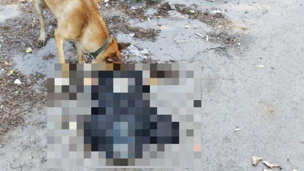 Бродячие псы едят трупы на свалке в Новосибирске: жители жалуются в соцсетях