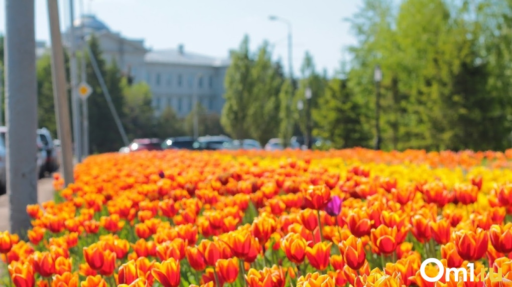 В 2022 году в Омске благоустроят более 70 дворов