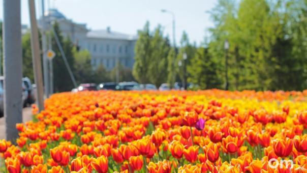 В 2022 году в Омске благоустроят более 70 дворов