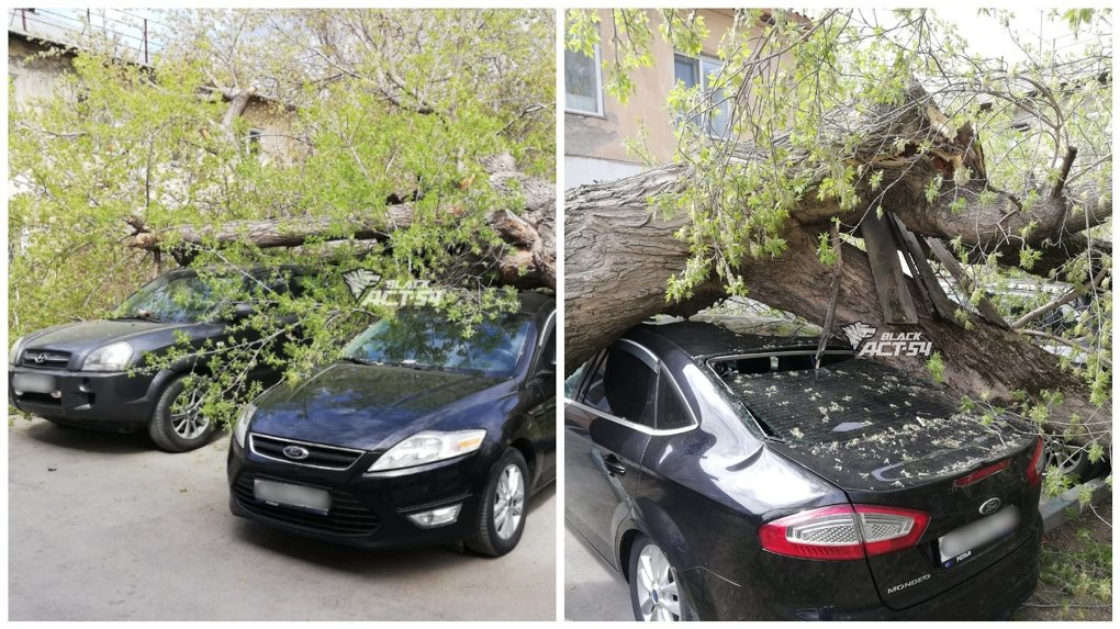 Упавшее дерево раздавило две припаркованные иномарки в Новосибирске
