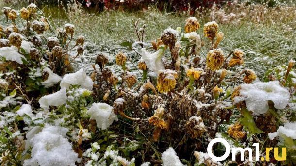 В Новосибирск идут заморозки до -1 °C: Вильфанд объяснил аномалию