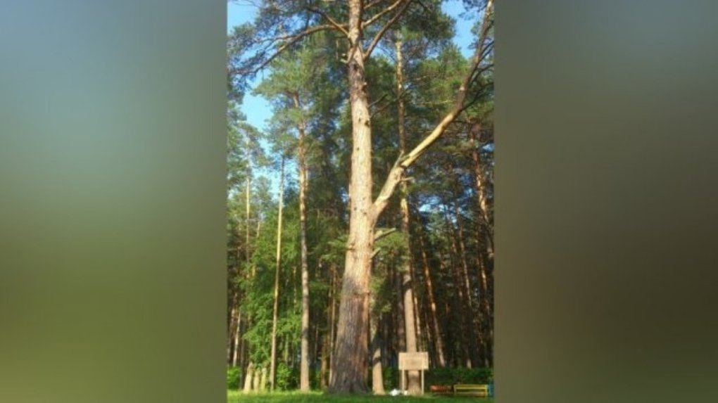 Бердская 324-летняя сосна не стала самым лучшим деревом в России
