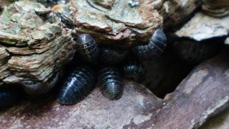 Как избавиться от мокриц в квартире? Простые способы борьбы с вредителями