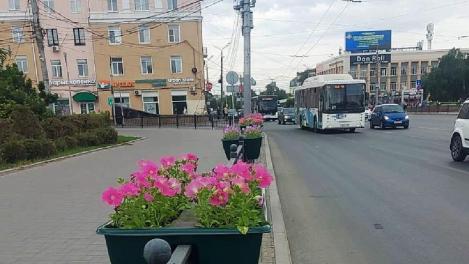 В Омске появилось почти полмиллиона цветов