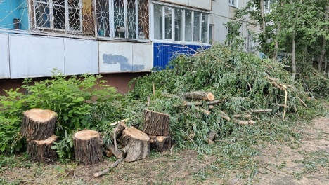 В Омске опять спилили зелёную аллею