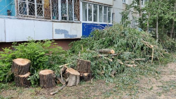 В Омске опять спилили зелёную аллею