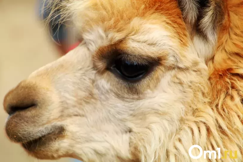 Изображение фоторепортажа