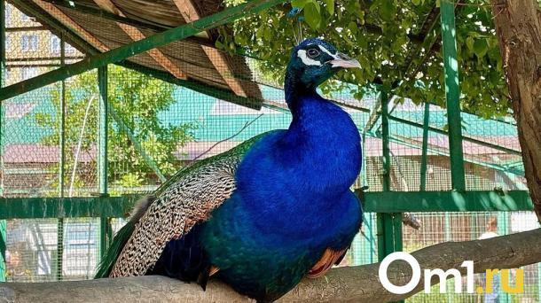 В Большереченском зоопарке объявили о старте туристического сезона