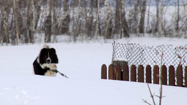 Бездомных собак запретили выпускать в определённых местах в Бердске