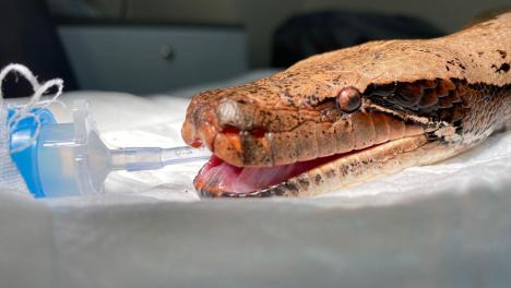 В Новосибирске ветеринары спасли питона с отёком челюсти