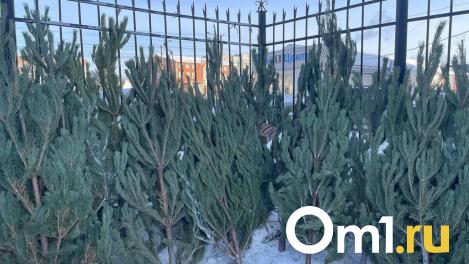 Дороже, чем в прошлом году. Сколько стоят ёлки в Омске?