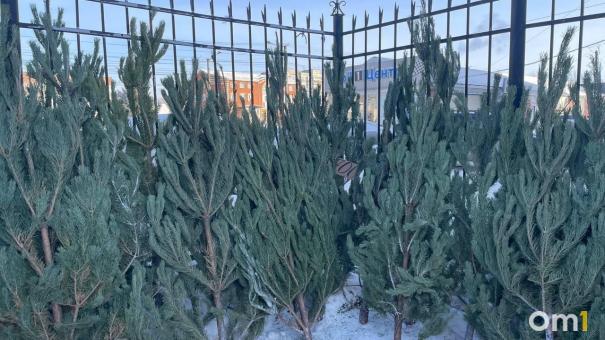 Дороже, чем в прошлом году. Сколько стоят ёлки в Омске?