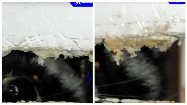 Енот-заложник: под Новосибирском соседи спасают животное, которое оказалось заперто в квартире