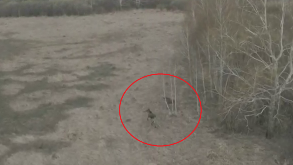 Спасающихся от пожара лосей и журавлей сняли на видео в Новосибирской области