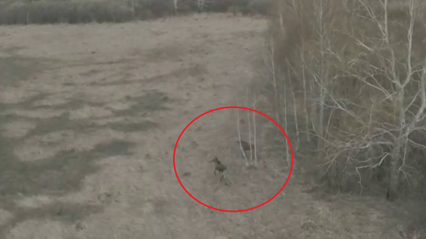 Спасающихся от пожара лосей и журавлей сняли на видео в Новосибирской области