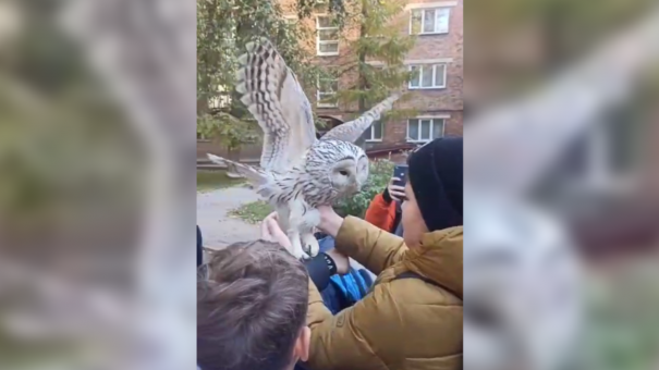 Краснокнижная сова упала с крыши и попала в руки детей в Новосибирске